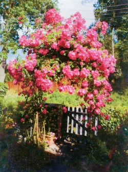 Anne Judd's beautiful rambling rose is over 100 years' old!