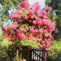 Anne Judd's beautiful rambling rose is over 100 years' old!