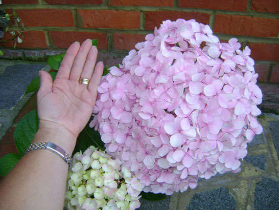 L’ortensia gigante fiorita di Annette