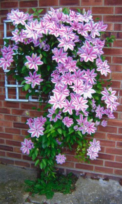35 year old clematis fed with Flower Power for the first time
