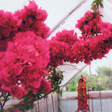 Richard's bouganvillea fed regularly with Flower Power